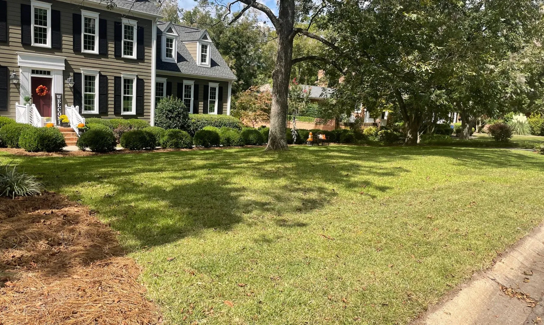 Freshly laid sod on a front lawn under mature trees