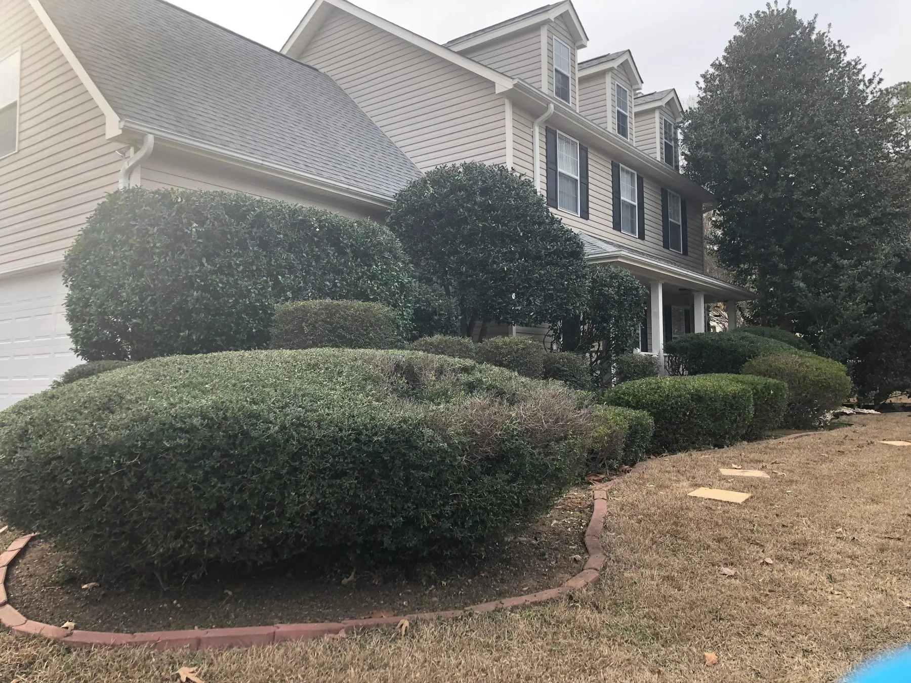 Neatly trimmed hedges along a home with fresh pine straw