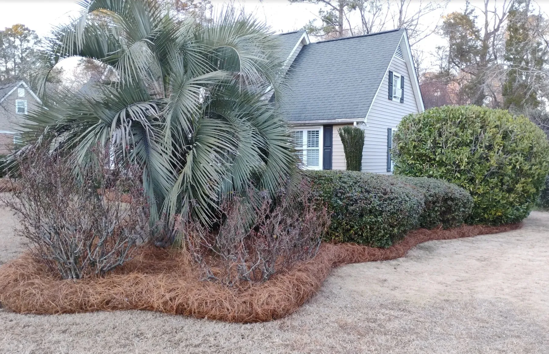 Trimmed shrubs and palm with fresh pine straw in front of a home