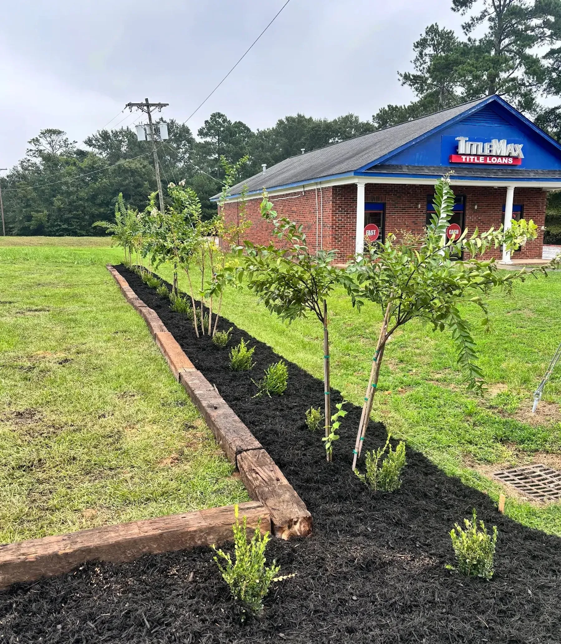 Row of newly planted trees in a timber-edged bed